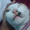 vinix_pro_mix