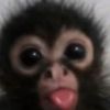 coolusername335