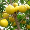 Vật Tư Hoa Cây Cảnh