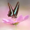 arabesque_chime