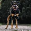 trainwithzeus