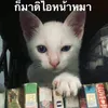 llllwuarrr_kam
