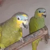 casalloiroerosinha