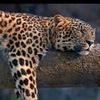 jaguar123_0
