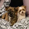 gracie.and.finn