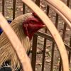 77fightingcock