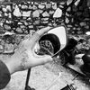 dafitt-