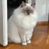 gofer_is_fluffy