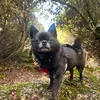 elchapothepomchi