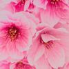 cherryblossomlove2828