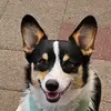 mrmonkeycorgi