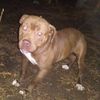 pitbull3161
