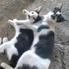namfon_sribun