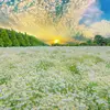 annhien.n0