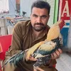 gulbaharalikhan19