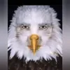 batuc_35