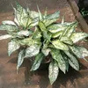 tpflorist22