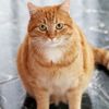 bobthecat15