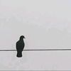 sky_lmit