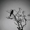 watching_forfun00