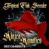 alazcaaquatics