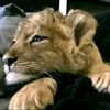 lionn_24