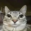 apenasumgato1