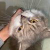 mimiowmiow