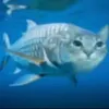 _coolfish__
