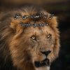 mohameds728
