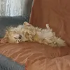 grace.comtiktok