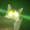 gato_com_sopa