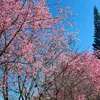 kimaras_22