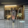 fifithethoroughbred