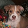 arlothejackrussell23