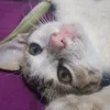 tukang_bubur123