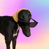 milothepencildog