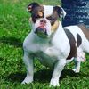knockoutbullies
