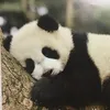 kyon_panda