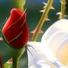 mdsabuddin524