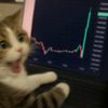 trader_fxnew