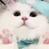annie_dayneh