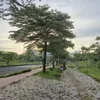 traitaoxanh95
