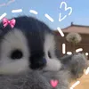 zxi_achii