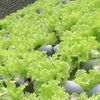 genjifarm