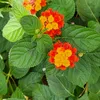 iptisum23