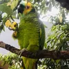Lorico
