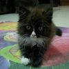 monyy265
