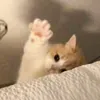 zaaa.sj