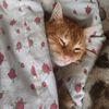 sleepycat_1